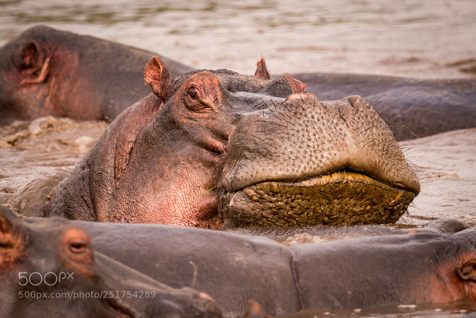 Nikon D810 sample photo. Close-up of hippopotamus resting photography