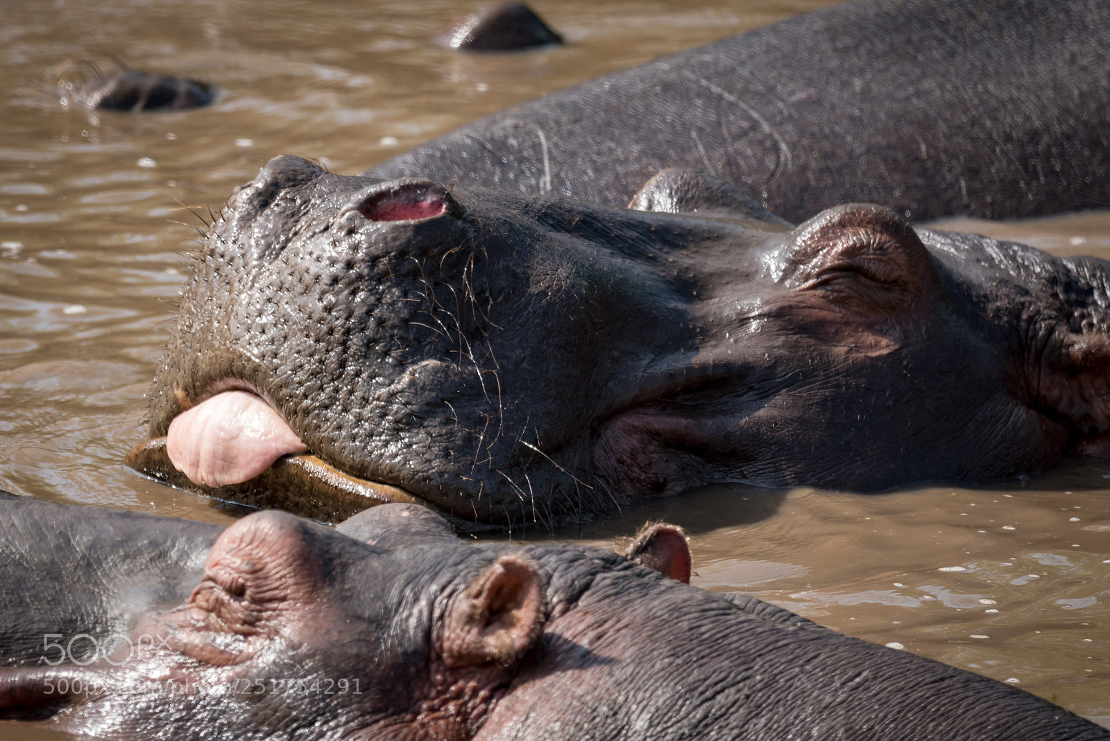 Nikon D810 sample photo. Close-up of hippopotamus with photography