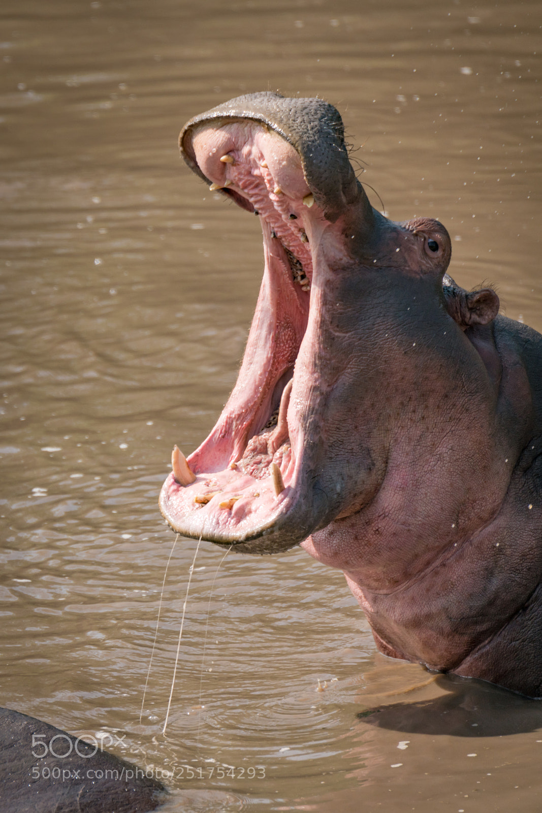 Nikon D850 sample photo. Close-up of hippopotamus with photography