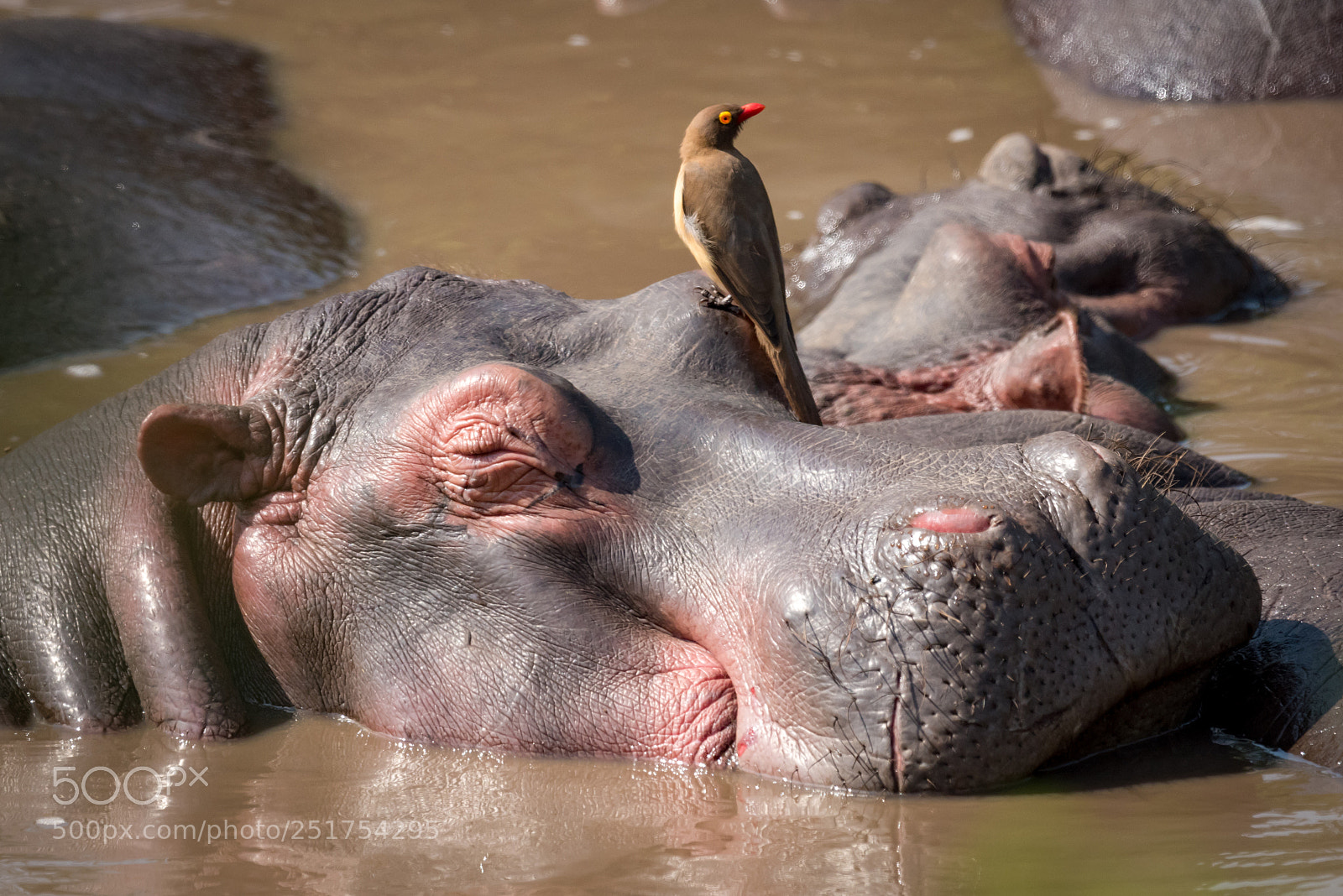Nikon D810 sample photo. Close-up of hippopotamus with photography