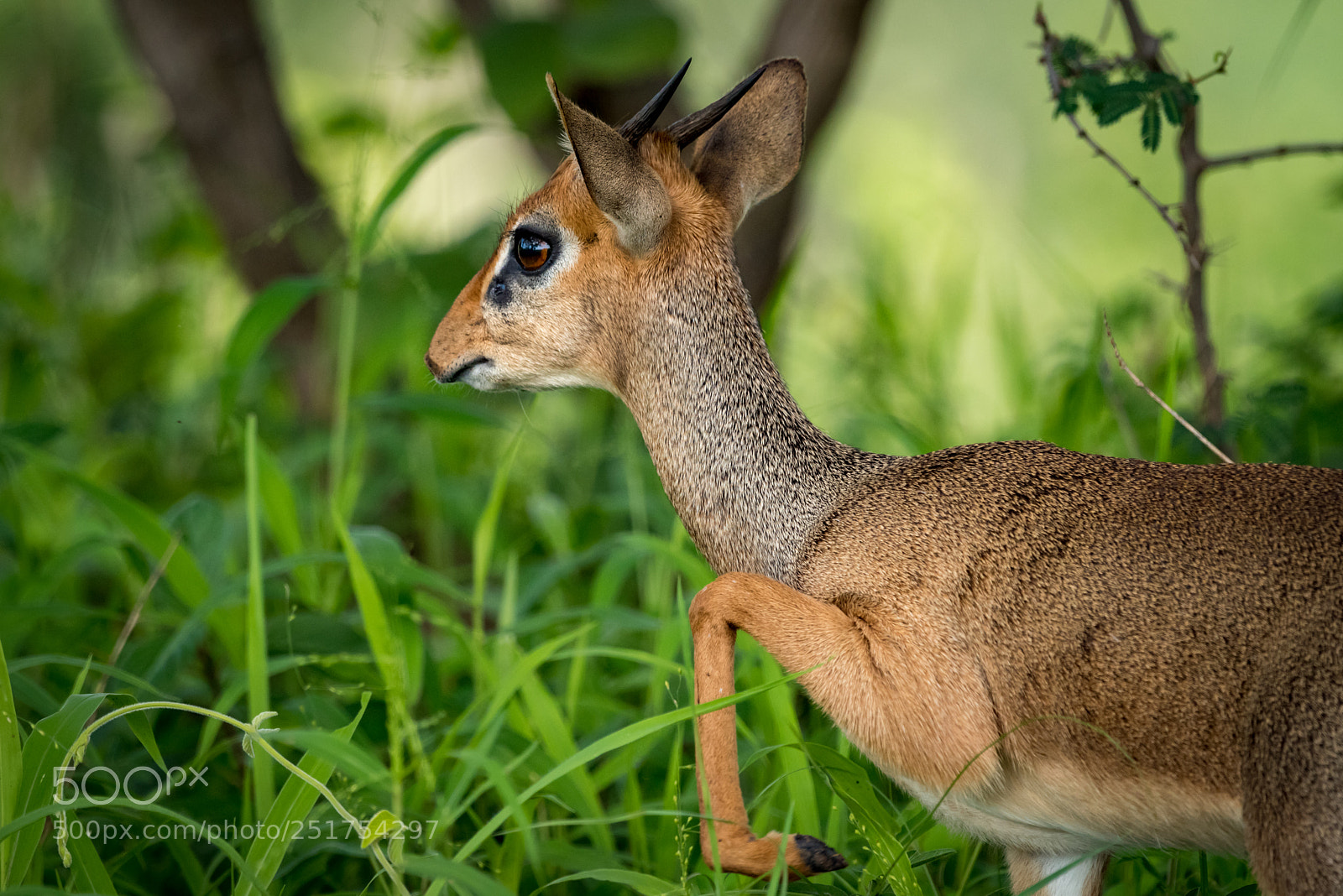 Nikon D810 sample photo. Close-up of kirk dik-dik photography