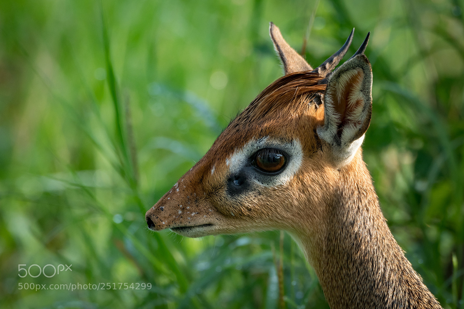 Nikon D850 sample photo. Close-up of kirk dik-dik photography