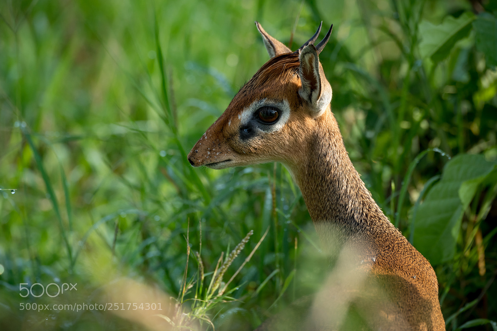 Nikon D850 sample photo. Close-up of kirk dik-dik photography