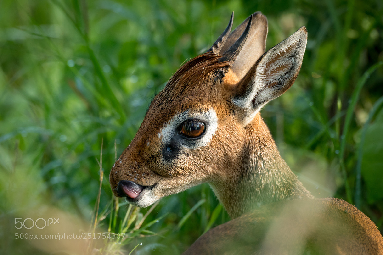 Nikon D850 sample photo. Close-up of kirk dik-dik photography