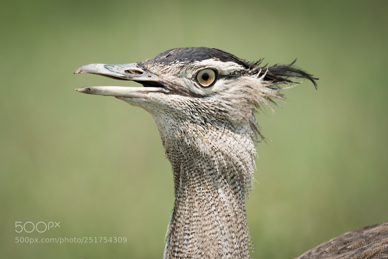 Nikon D810 sample photo. Close-up of kori bustard photography