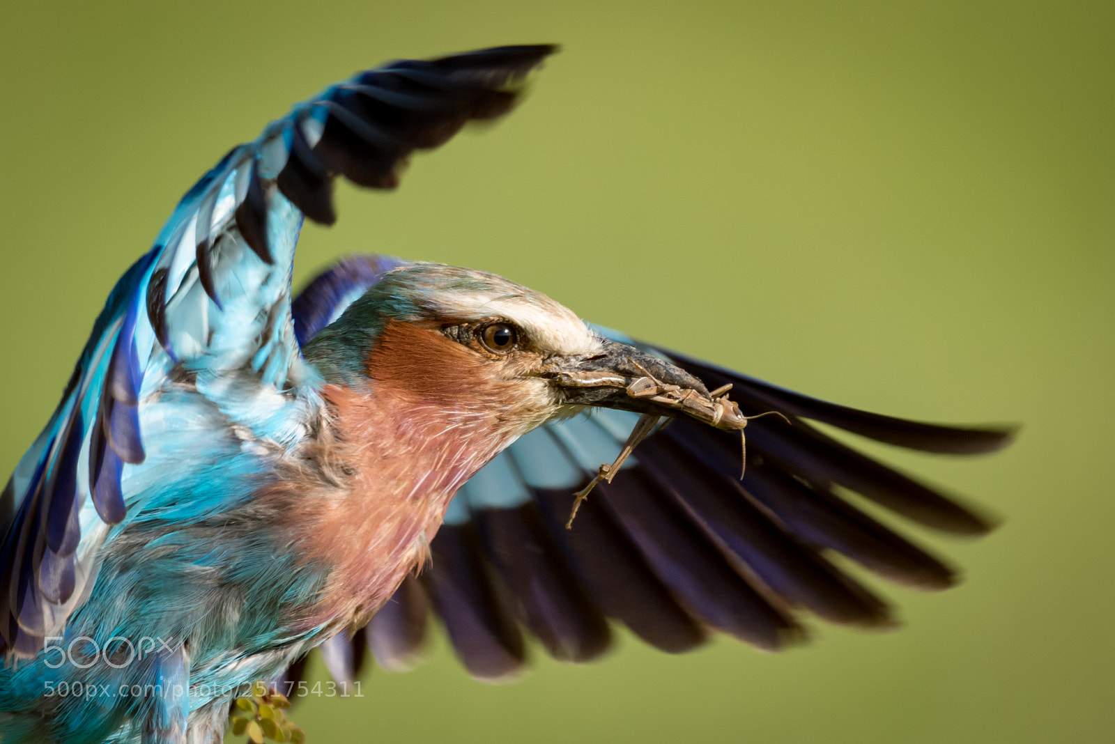 Nikon D810 sample photo. Close-up of lilac-breasted roller photography