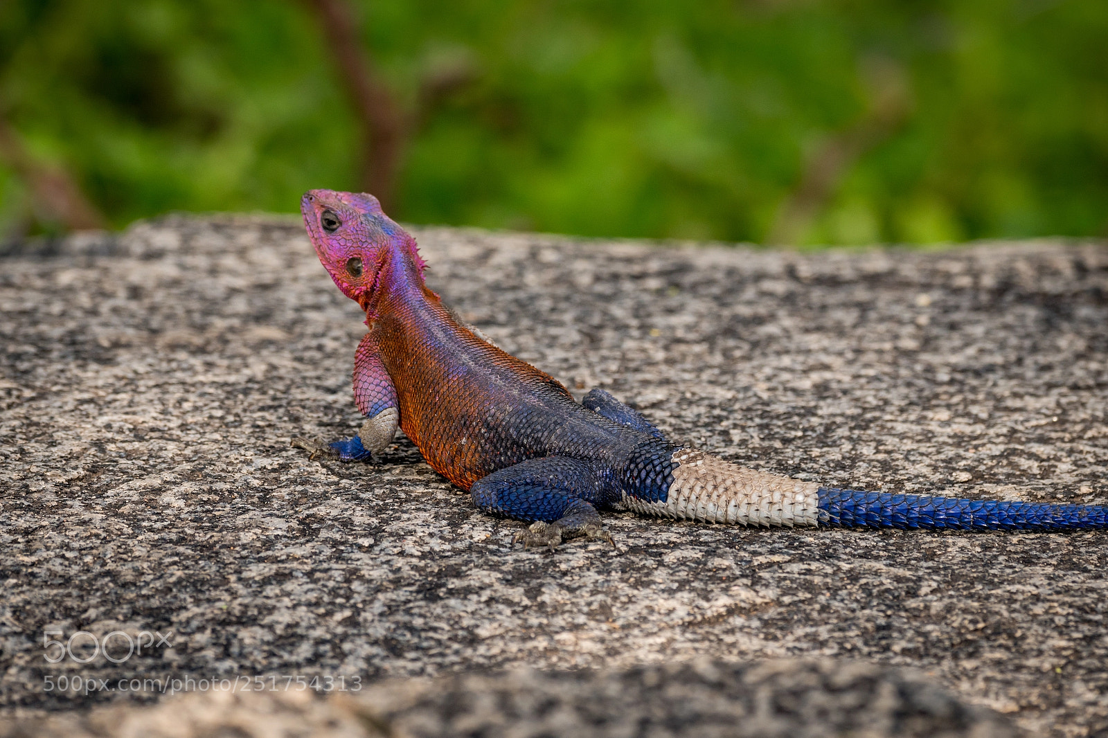 Nikon D850 sample photo. Close-up of male agama photography