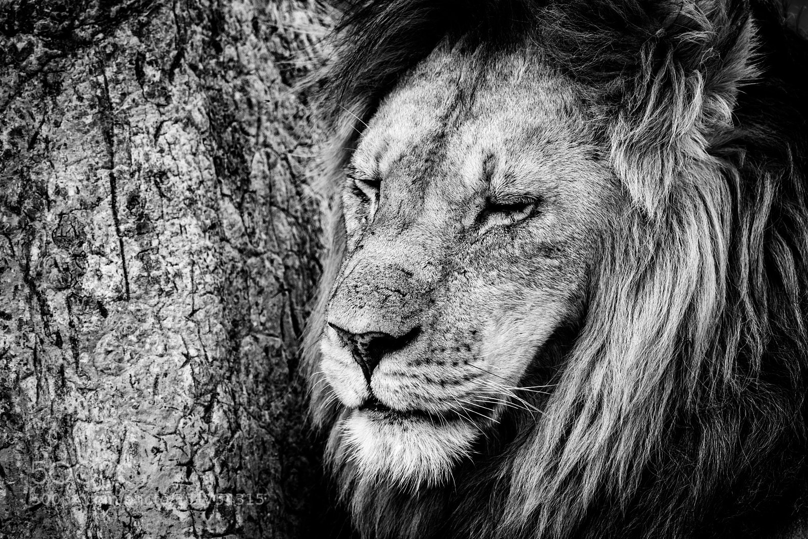 Nikon D810 sample photo. Close-up of male lion photography