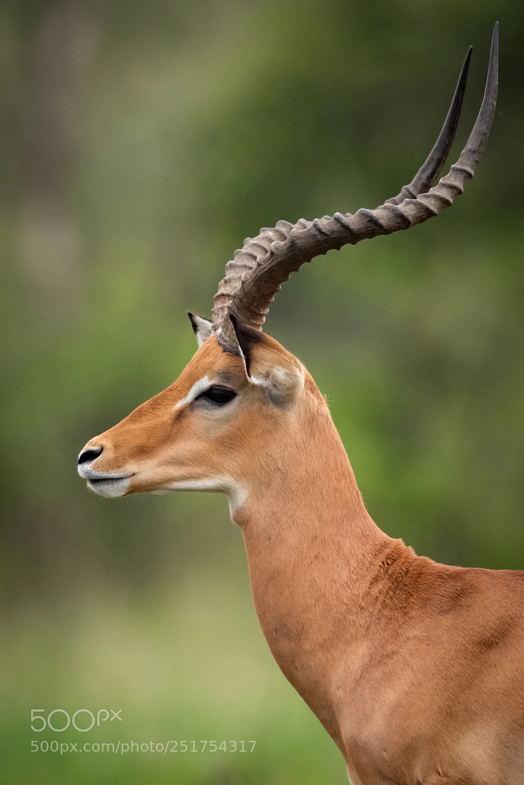Nikon D810 sample photo. Close-up of male impala photography