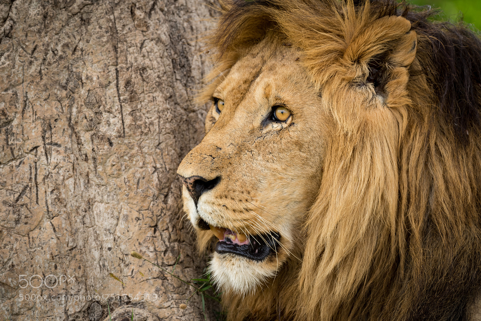 Nikon D810 sample photo. Close-up of male lion photography