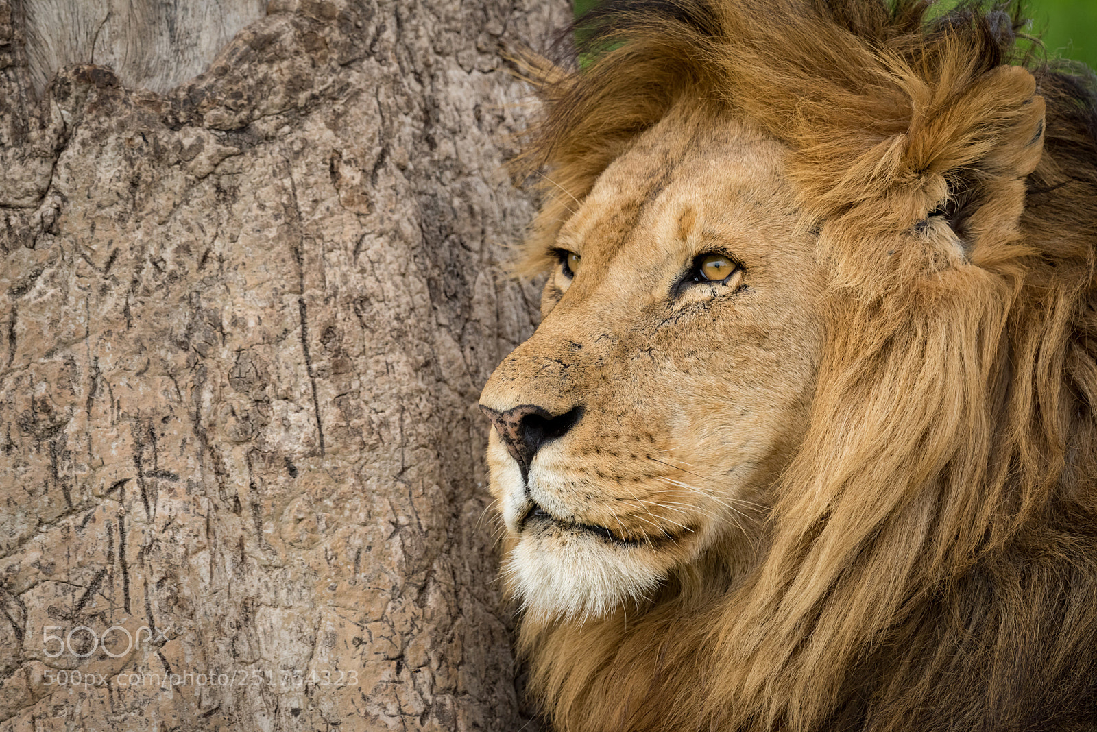Nikon D810 sample photo. Close-up of male lion photography