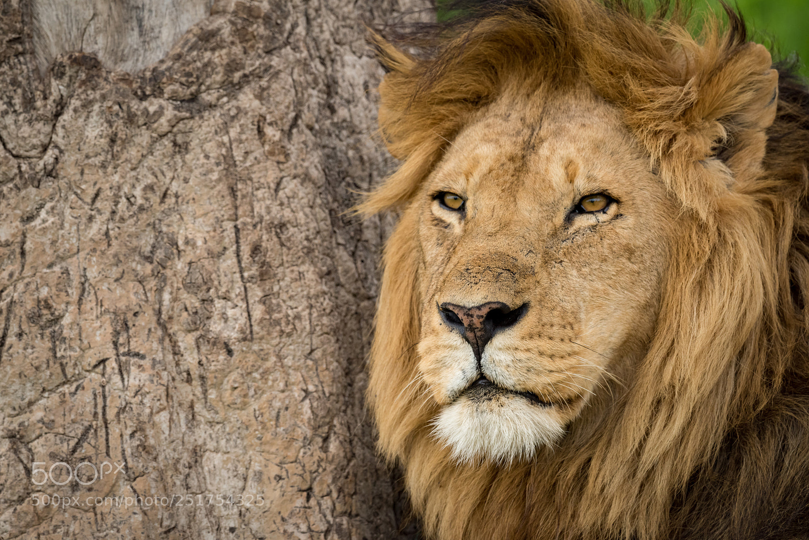 Nikon D810 sample photo. Close-up of male lion photography