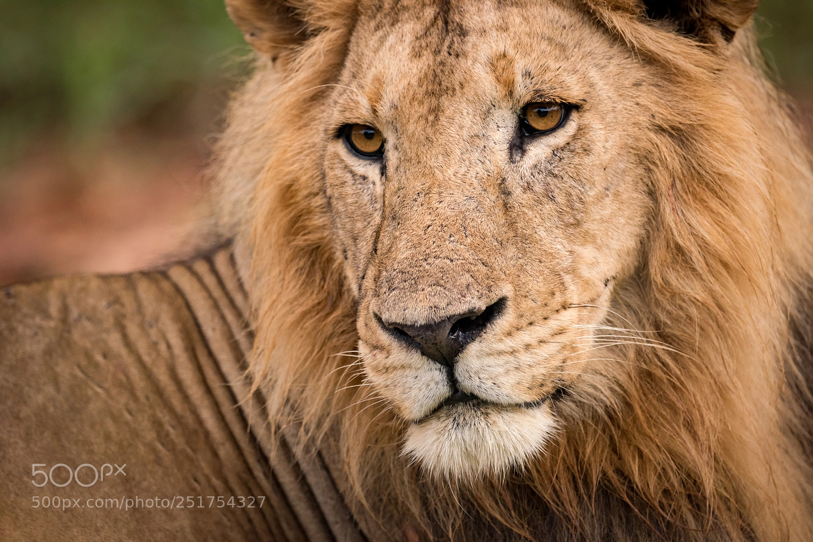 Nikon D810 sample photo. Close-up of male lion photography