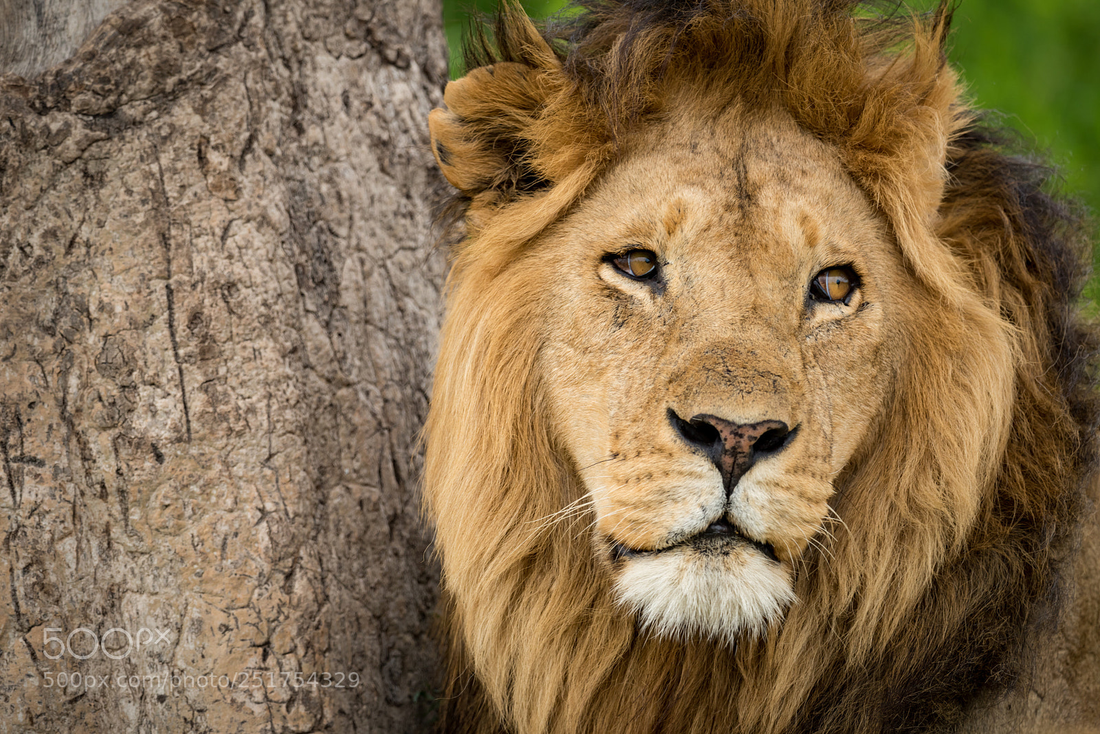 Nikon D810 sample photo. Close-up of male lion photography