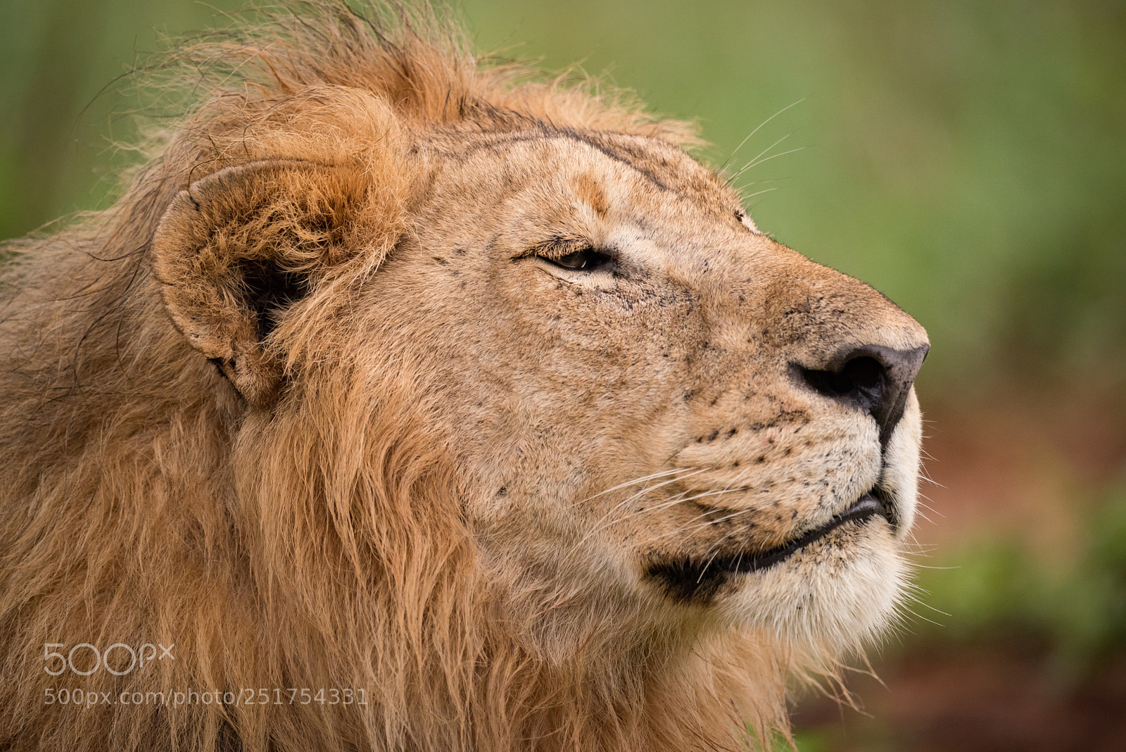Nikon D810 sample photo. Close-up of male lion photography