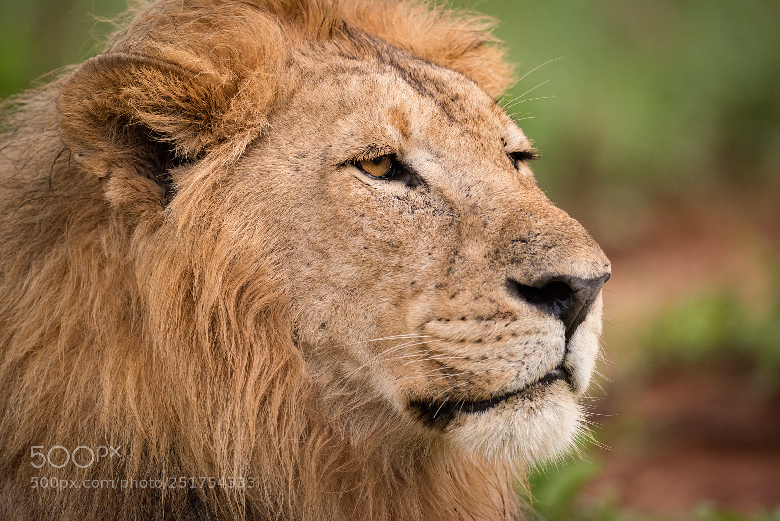 Nikon D810 sample photo. Close-up of male lion photography