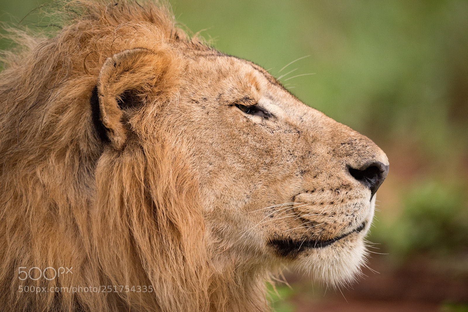 Nikon D810 sample photo. Close-up of male lion photography