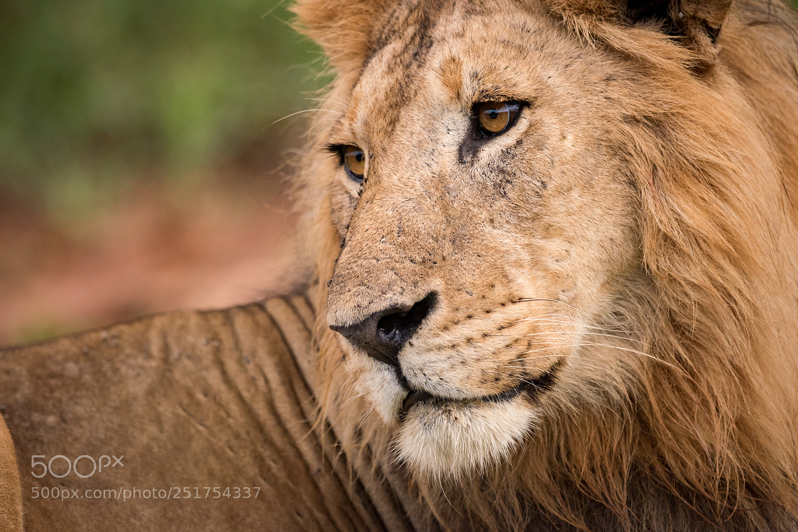 Nikon D810 sample photo. Close-up of male lion photography