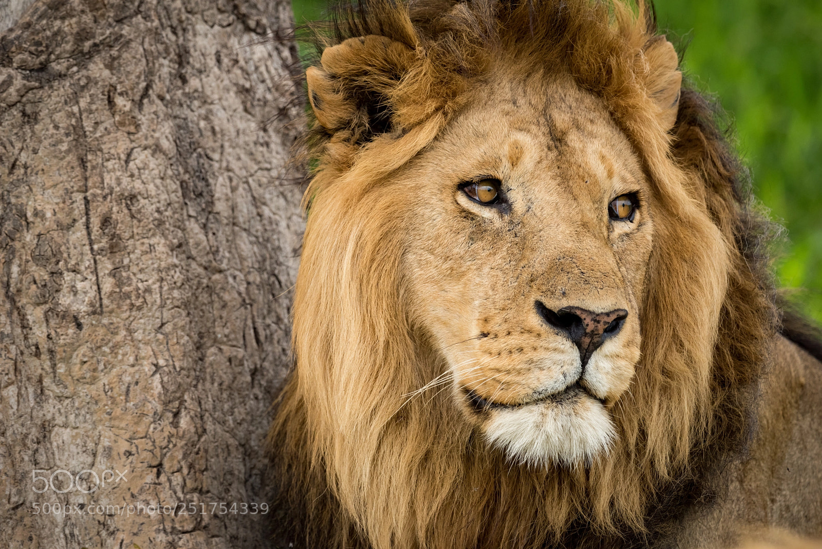 Nikon D810 sample photo. Close-up of male lion photography