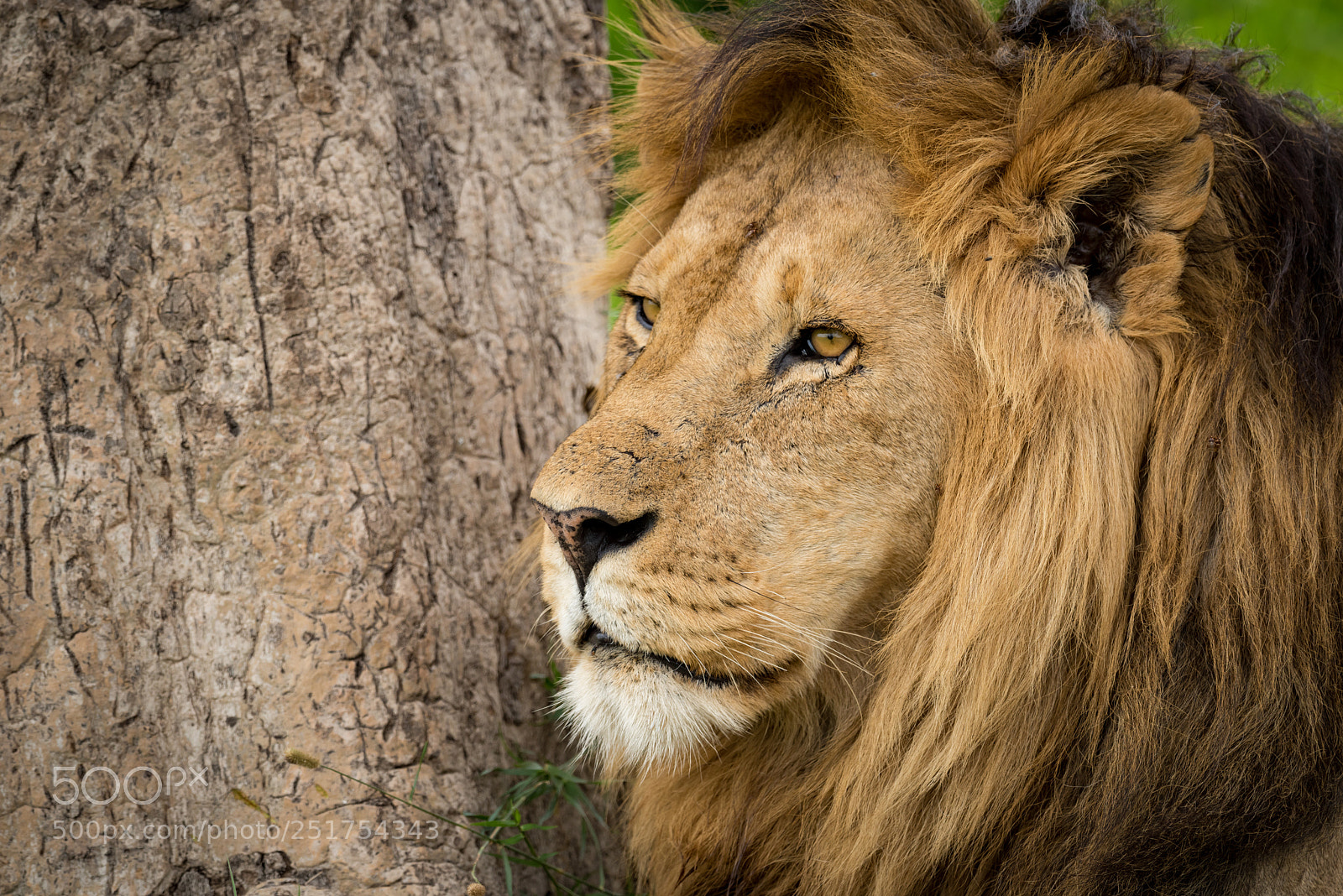 Nikon D810 sample photo. Close-up of male lion photography