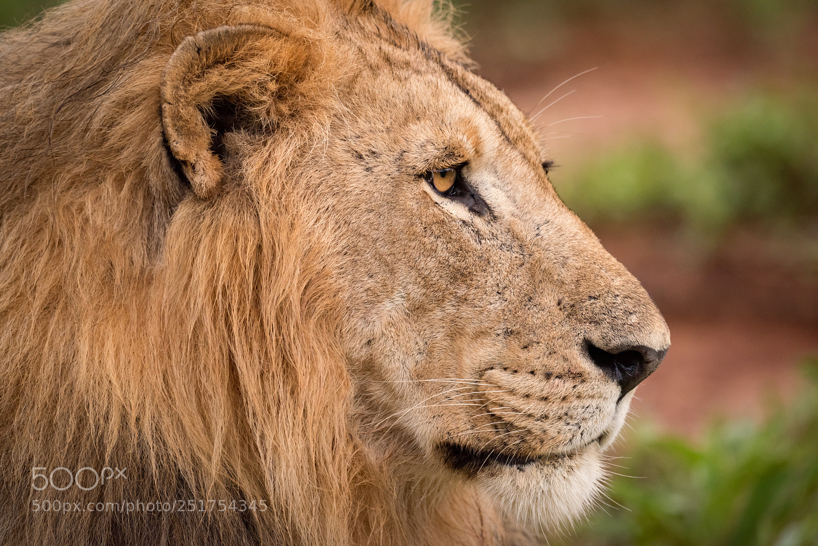 Nikon D810 sample photo. Close-up of male lion photography