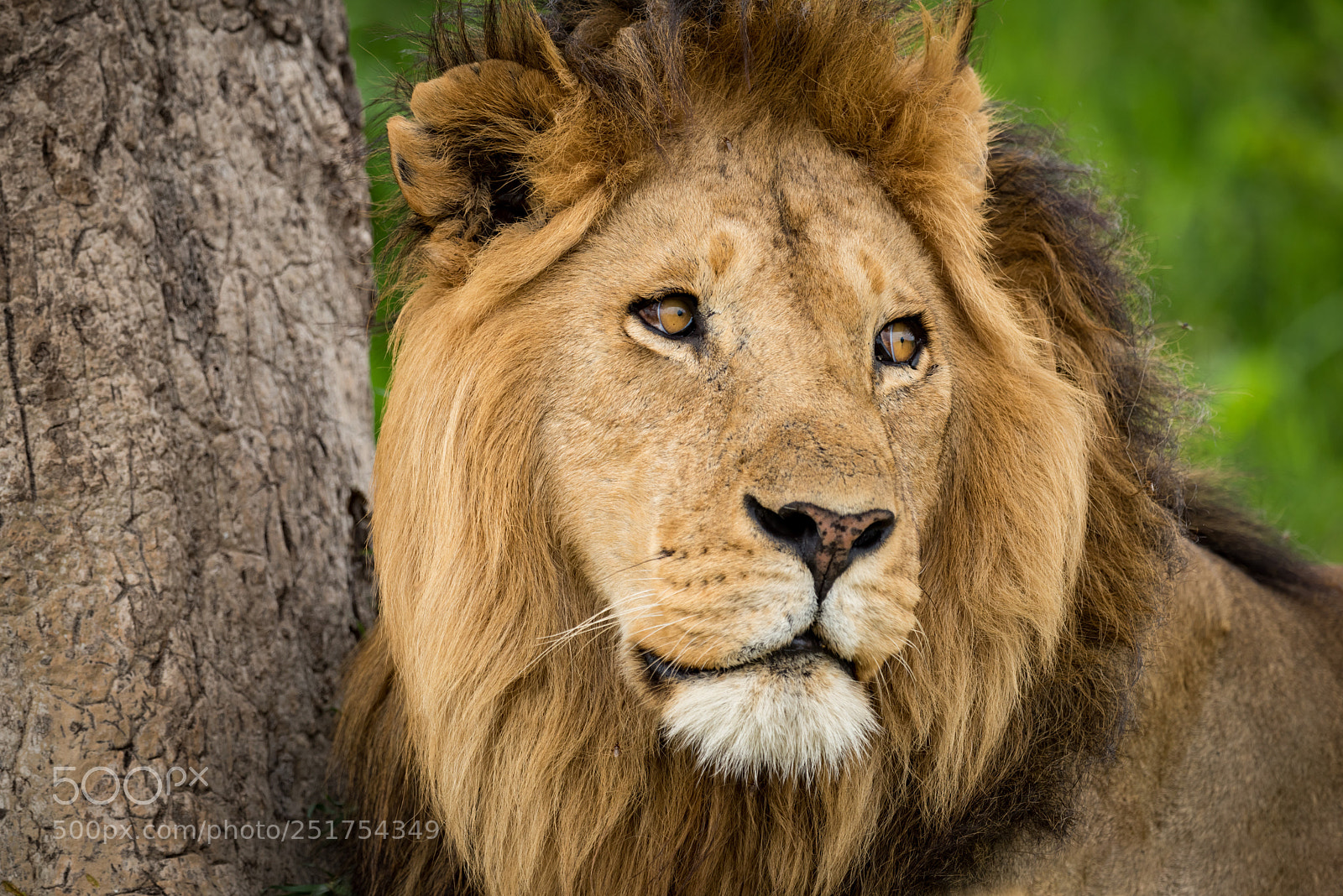 Nikon D810 sample photo. Close-up of male lion photography