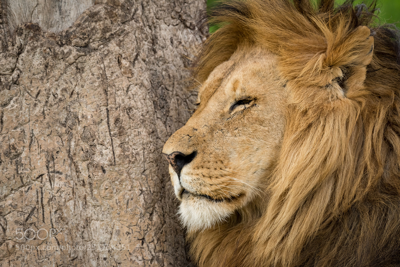 Nikon D810 sample photo. Close-up of male lion photography