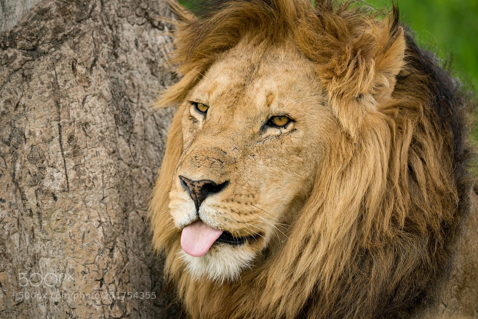 Nikon D810 sample photo. Close-up of male lion photography