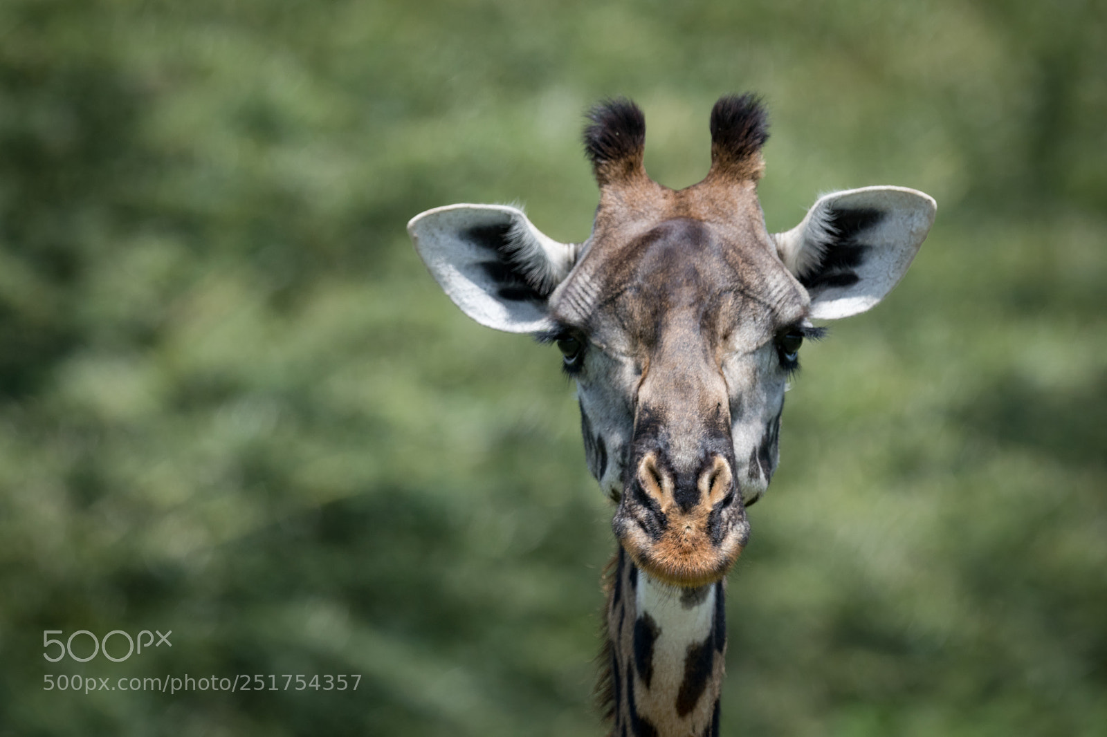 Nikon D850 sample photo. Close-up of masai giraffe photography