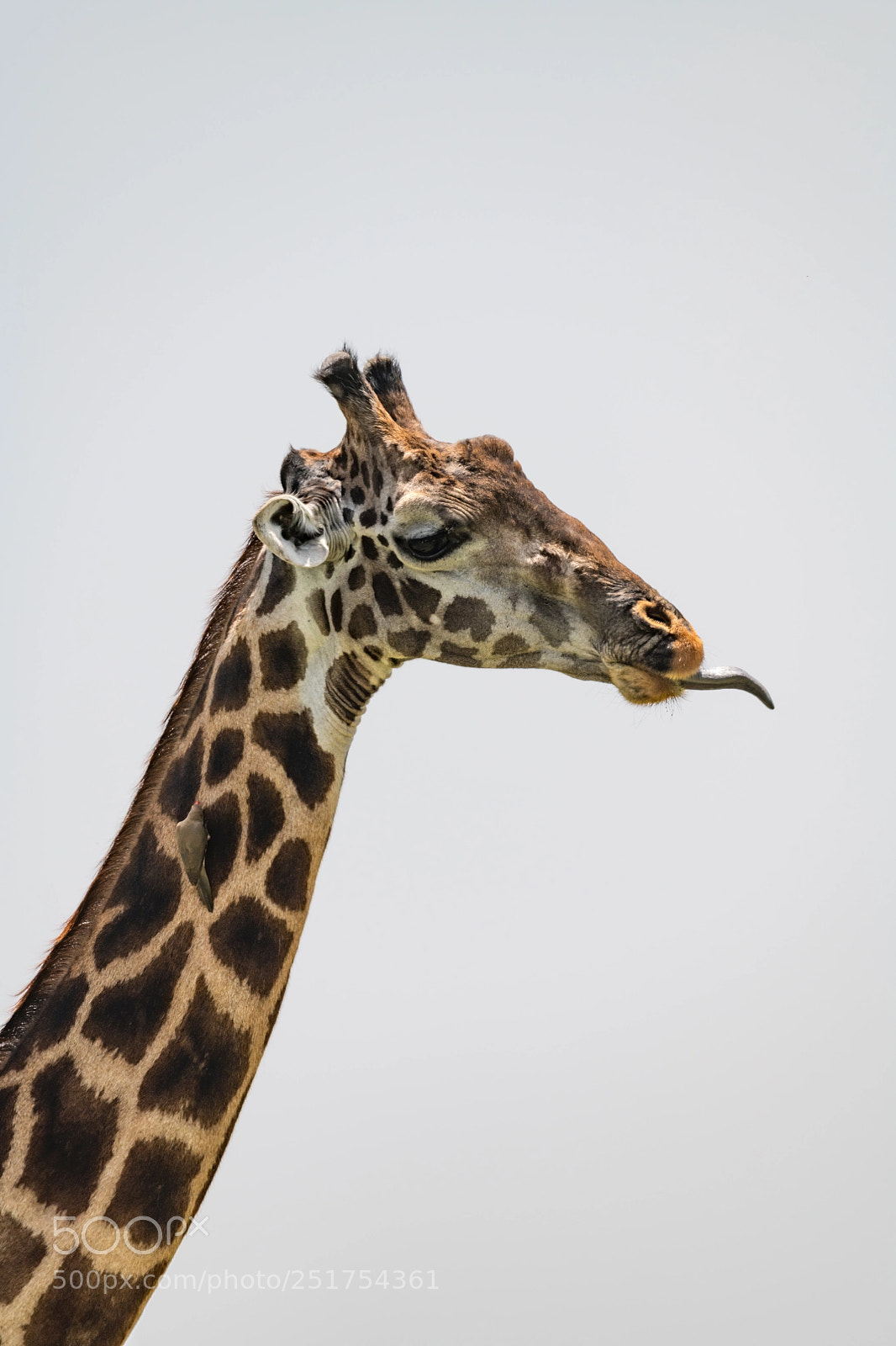 Nikon D850 sample photo. Close-up of masai giraffe photography