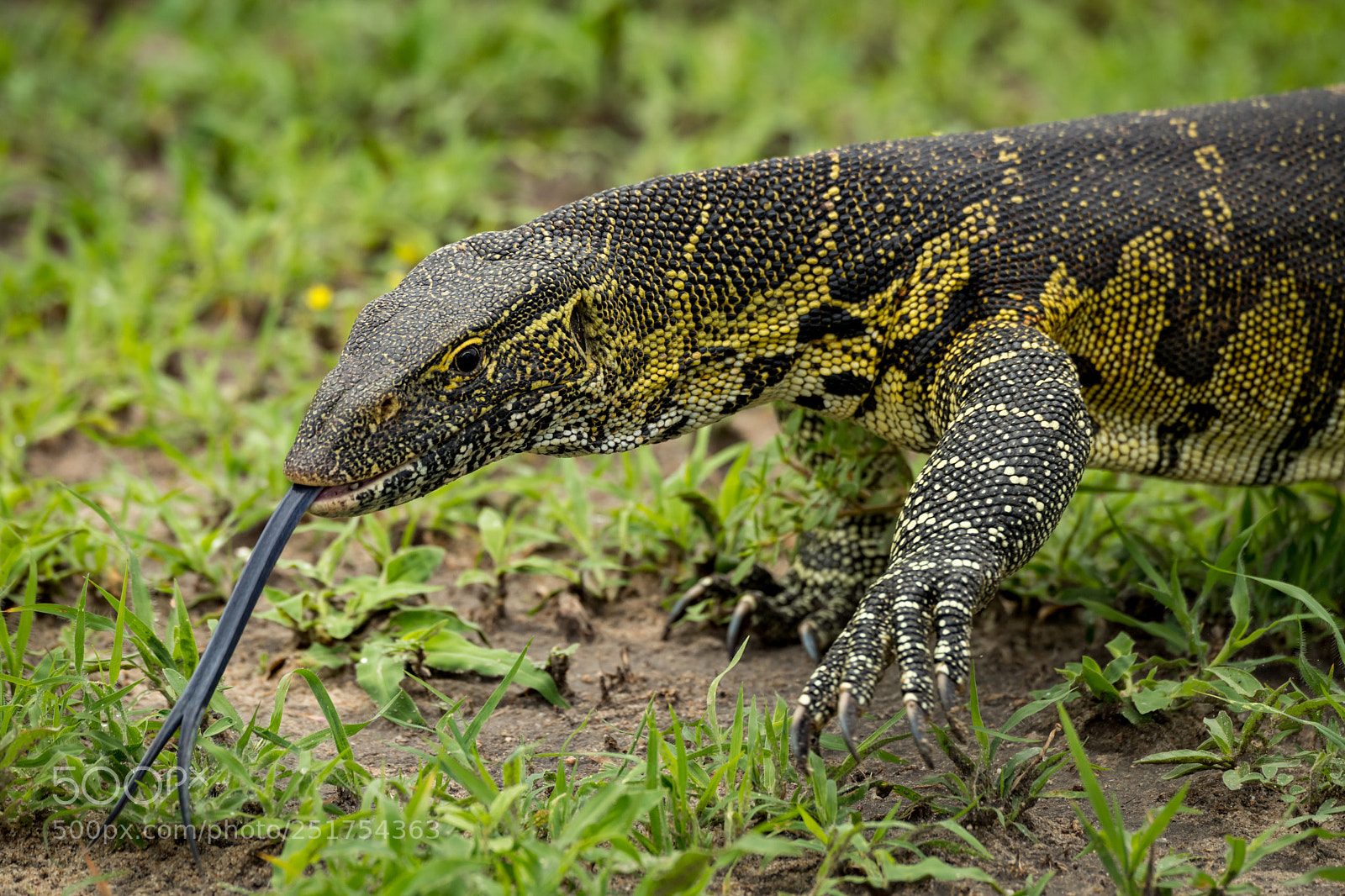 Nikon D850 sample photo. Close-up of monitor lizard photography