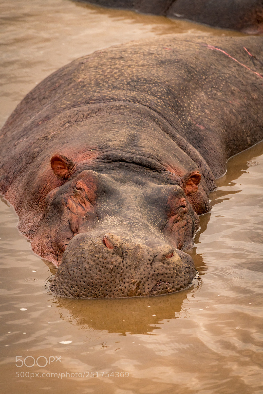 Nikon D850 sample photo. Close-up of sleeping hippopotamus photography