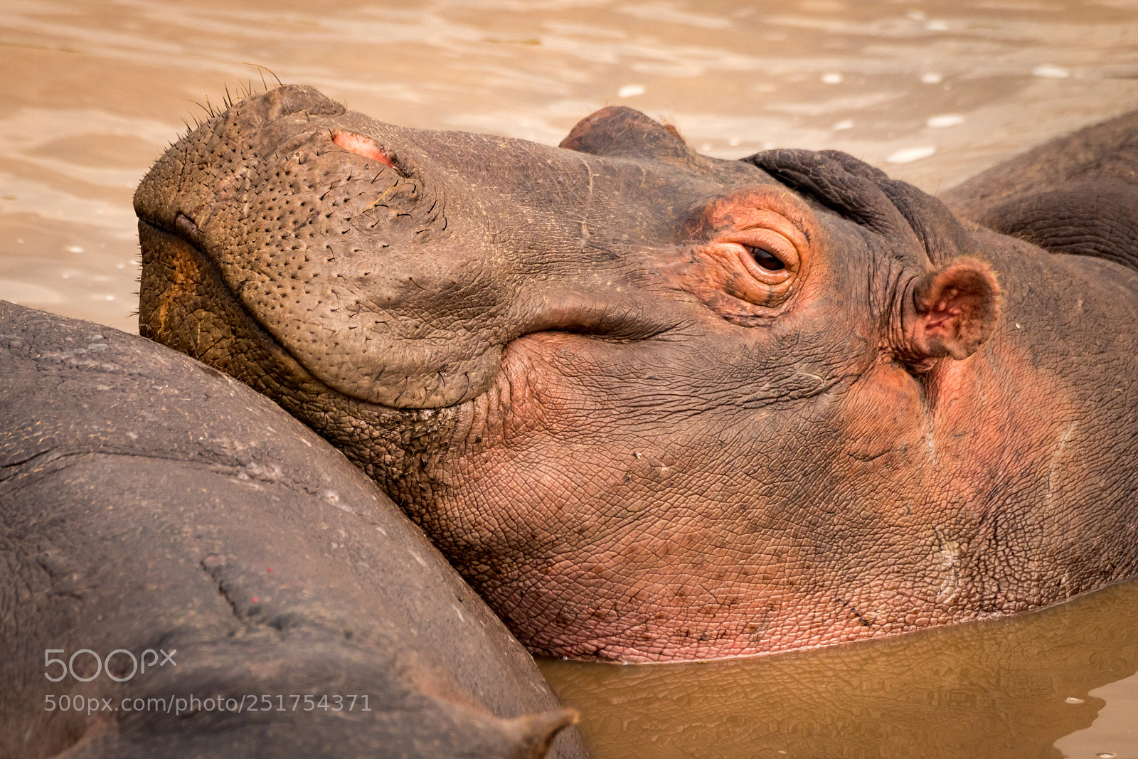 Nikon D850 sample photo. Close-up of smiling hippopotamus photography