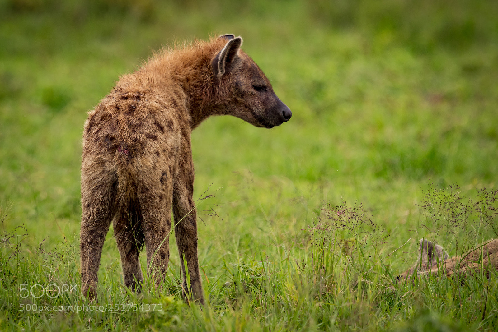 Nikon D810 sample photo. Close-up of spotted hyena photography