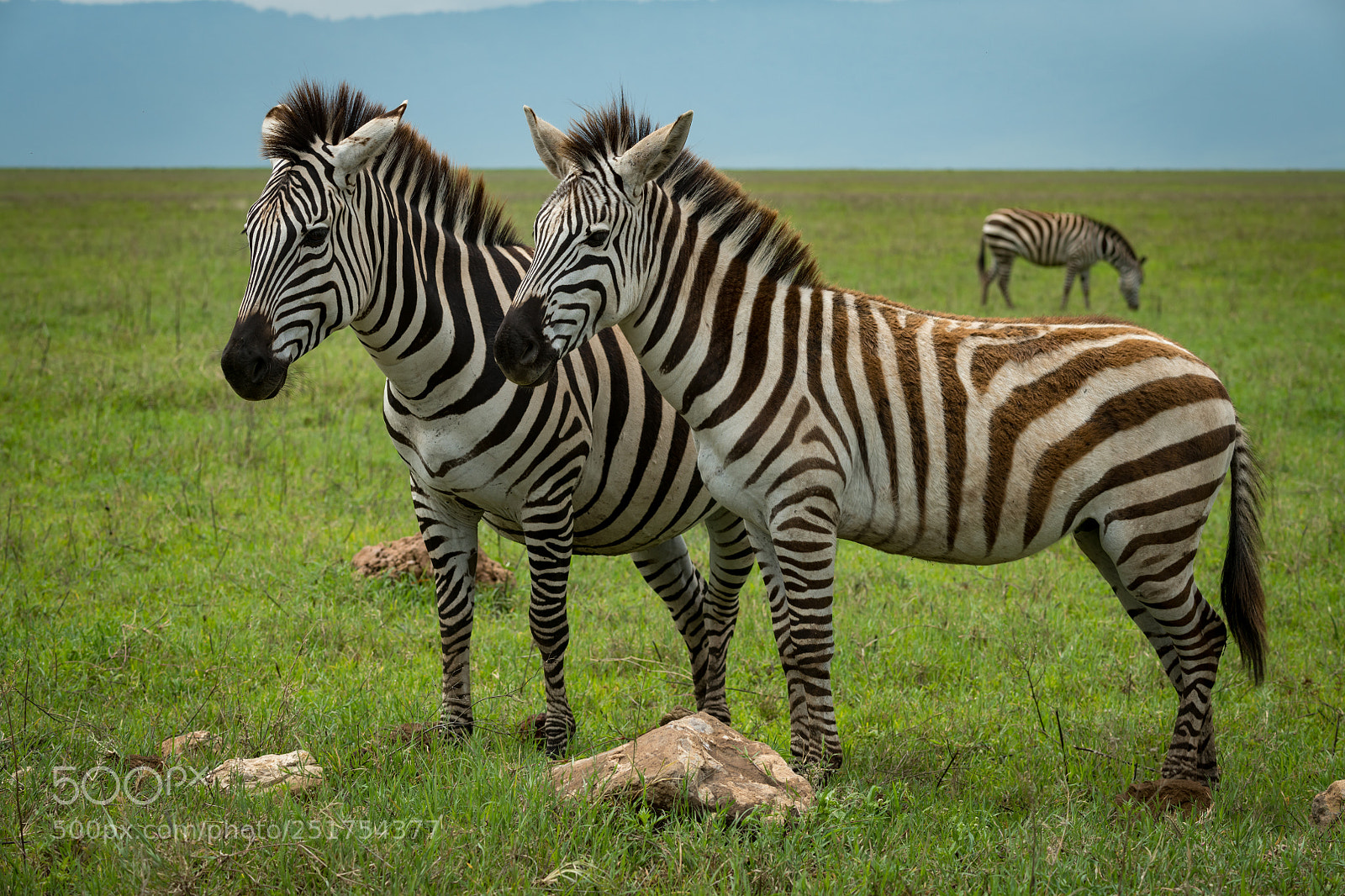 Nikon D850 sample photo. Close-up of two plains photography