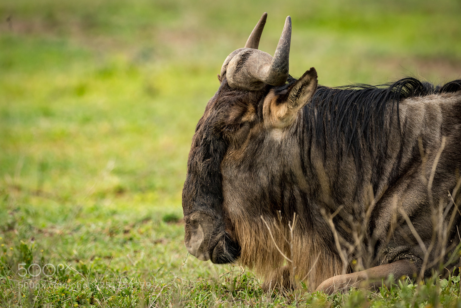 Nikon D810 sample photo. Close-up of white-bearded wildebeest photography