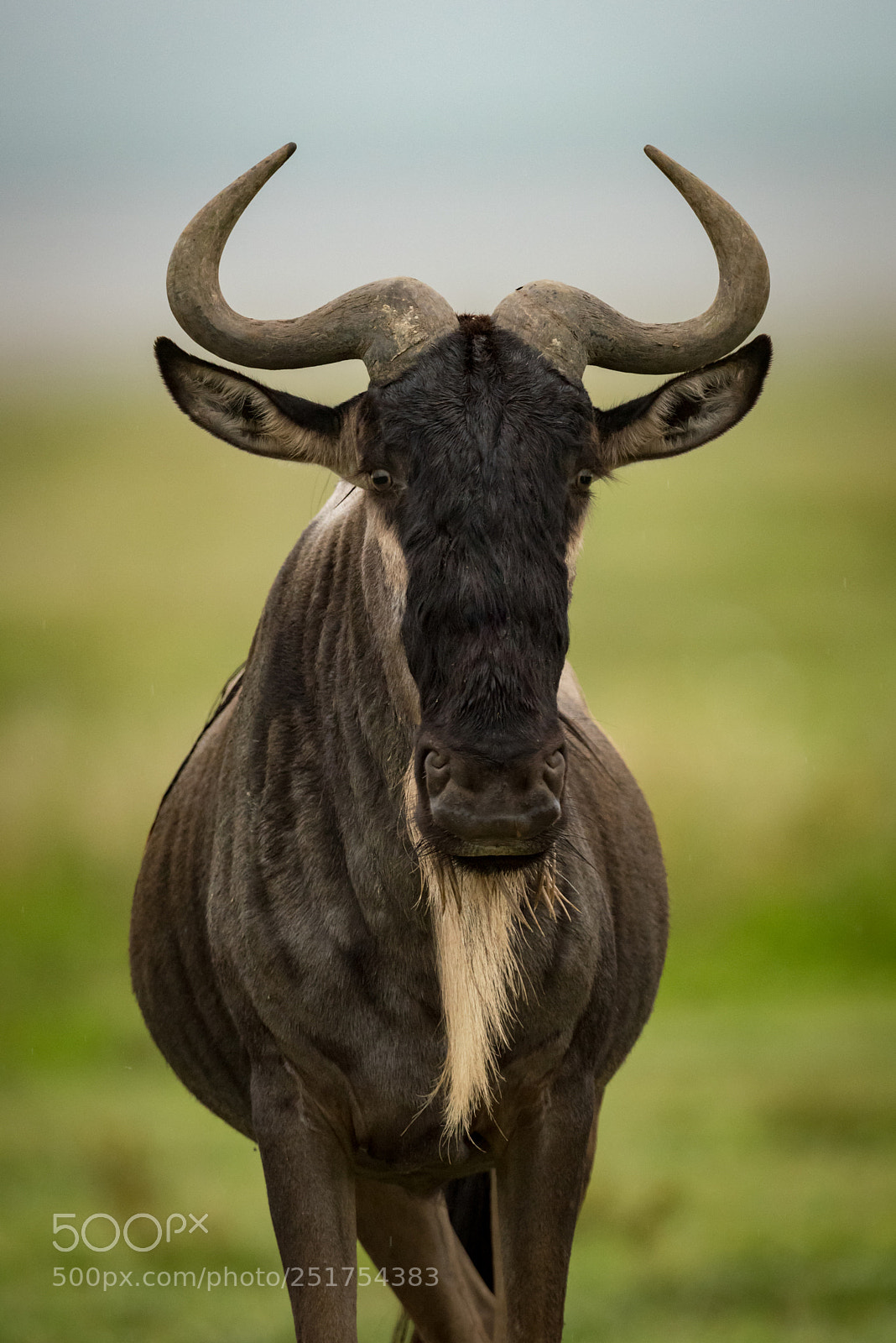 Nikon D810 sample photo. Close-up of white-bearded wildebeest photography