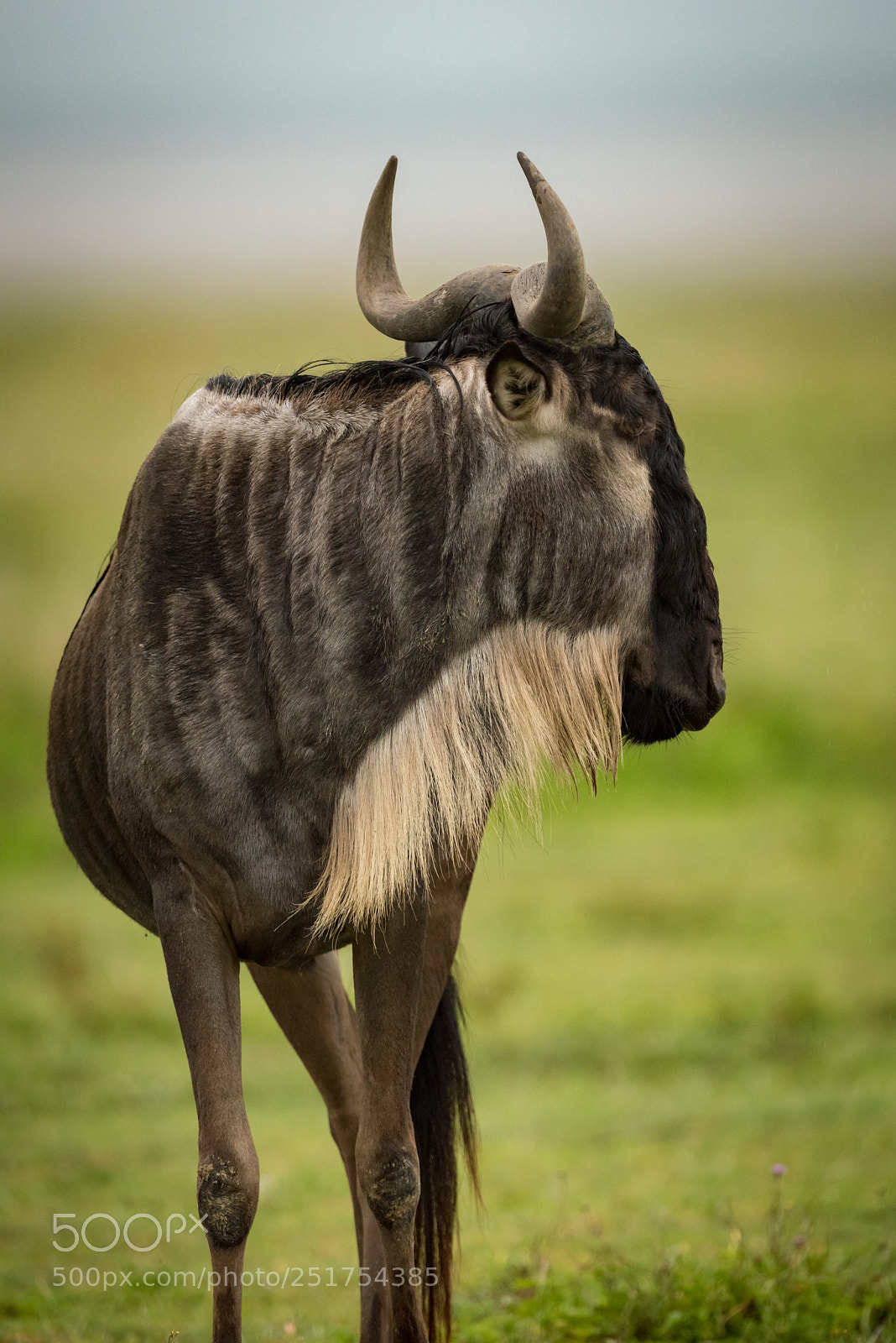 Nikon D810 sample photo. Close-up of white-bearded wildebeest photography
