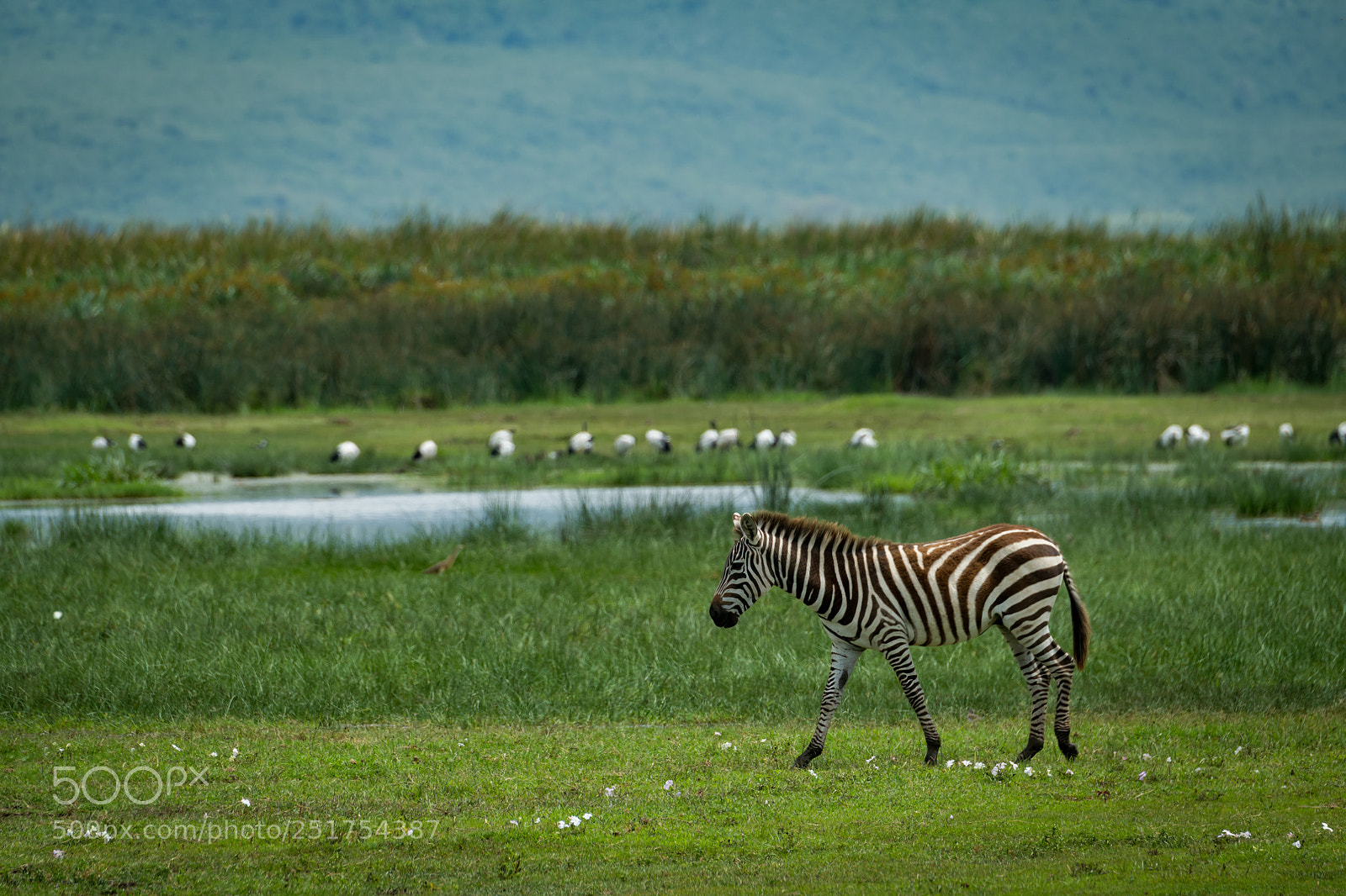Nikon D850 sample photo. Common zebra walking beside photography