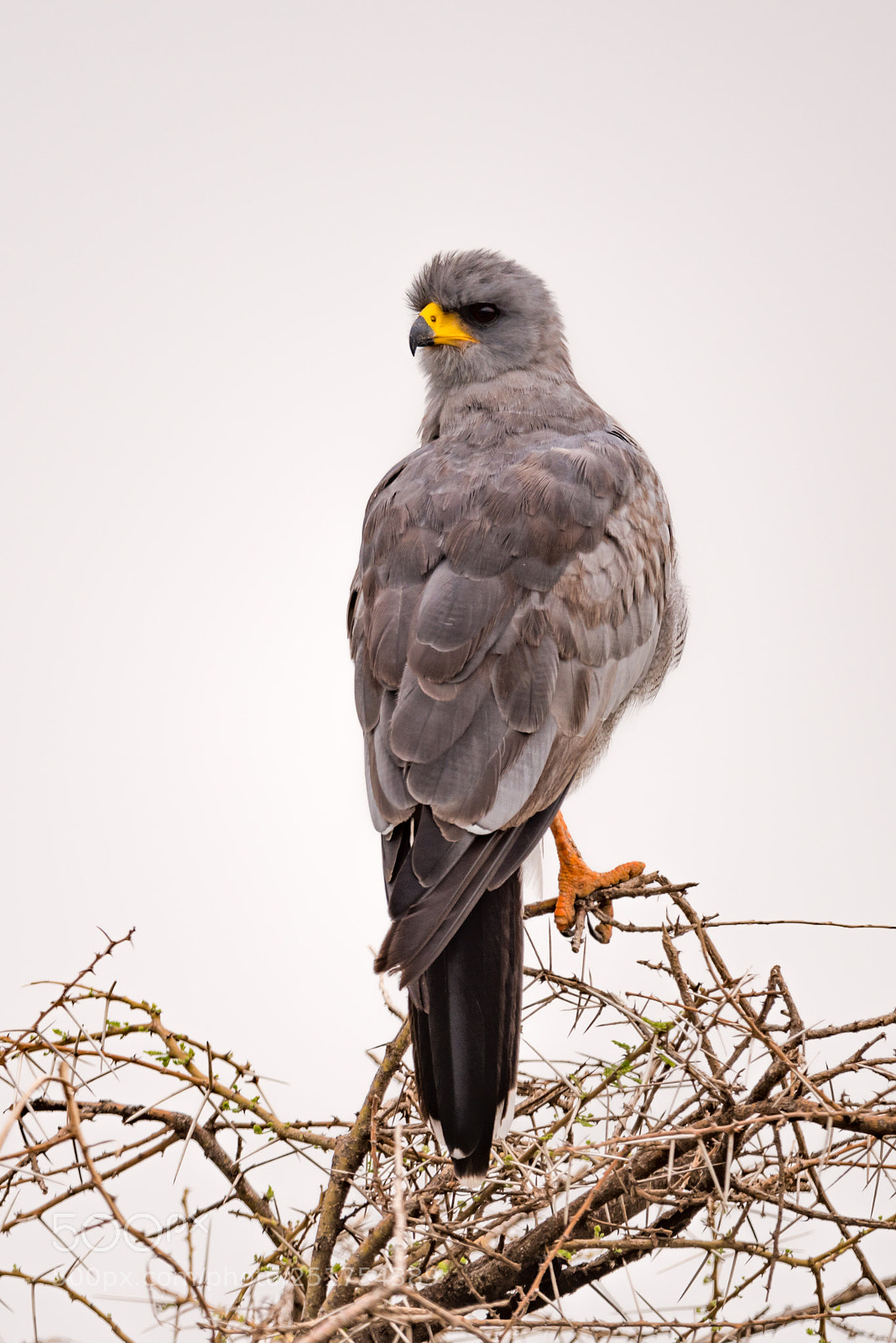 Nikon D810 sample photo. Eastern chanting goshawk on photography