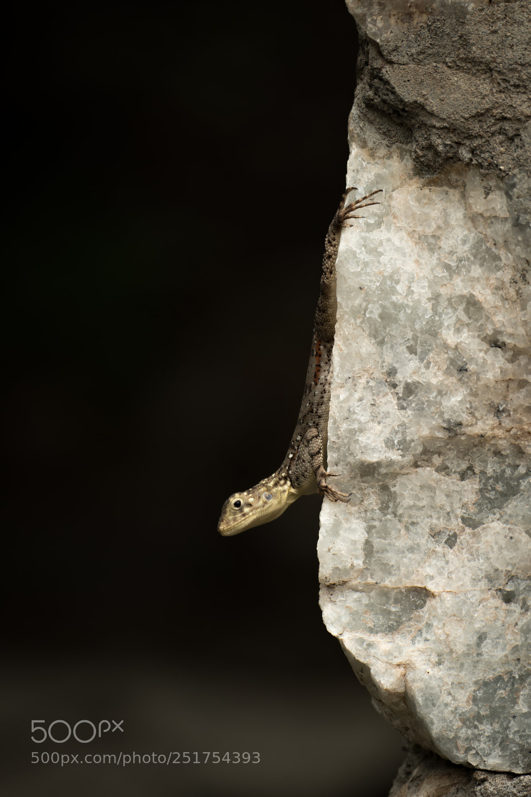 Nikon D850 sample photo. Female agama lizard clinging photography