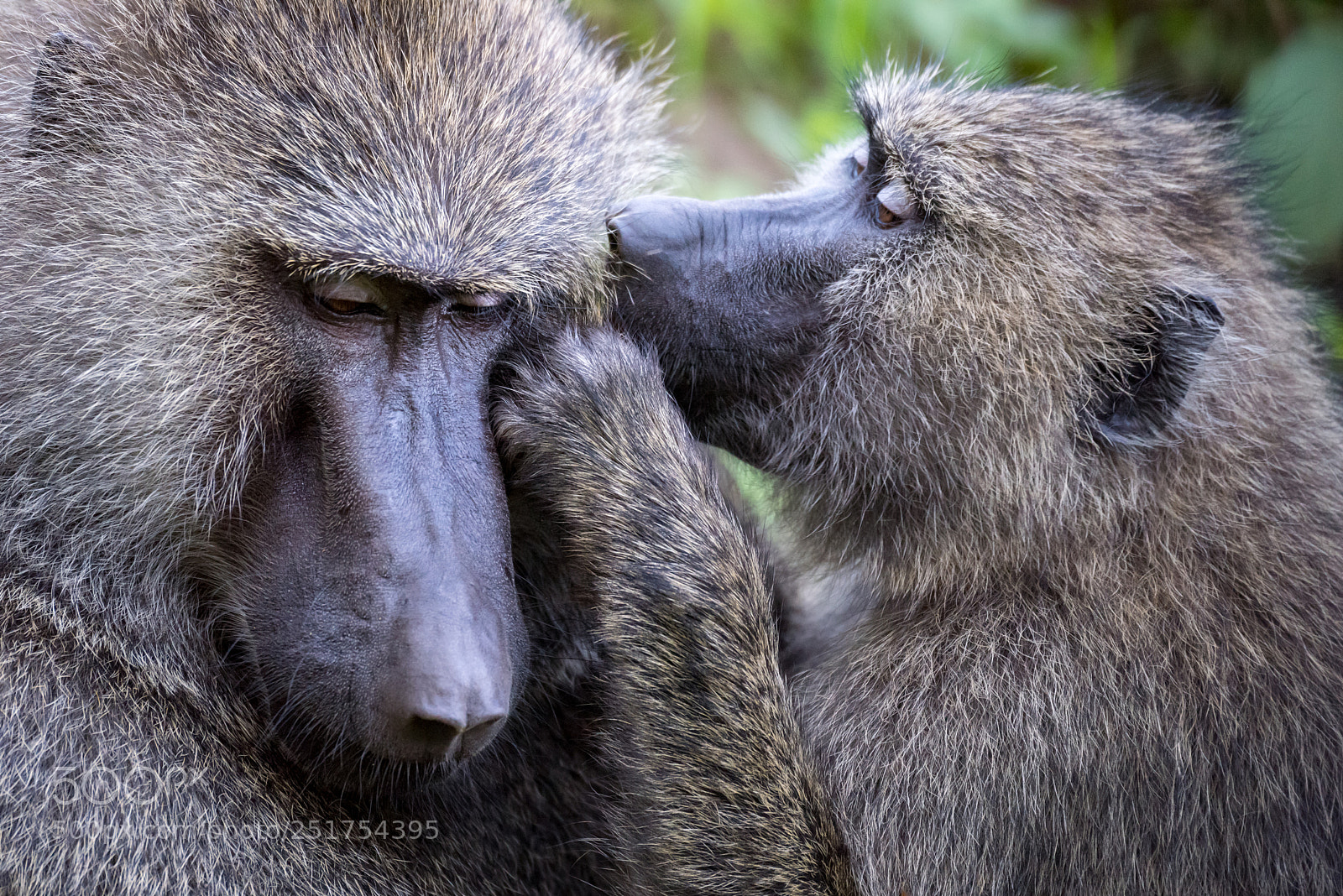 Nikon D810 sample photo. Female grooming male olive photography
