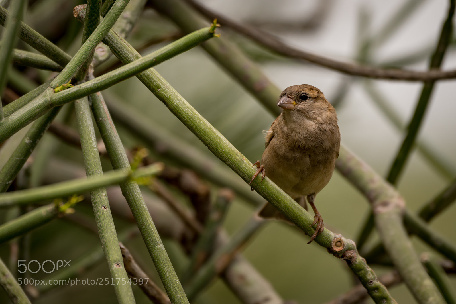 Nikon D850 sample photo. Female house sparrow facing photography