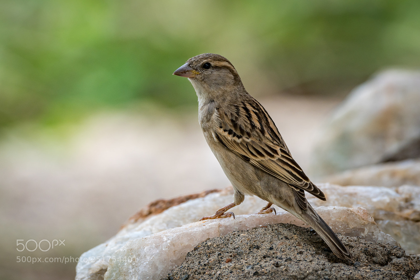 Nikon D850 sample photo. Female house sparrow in photography