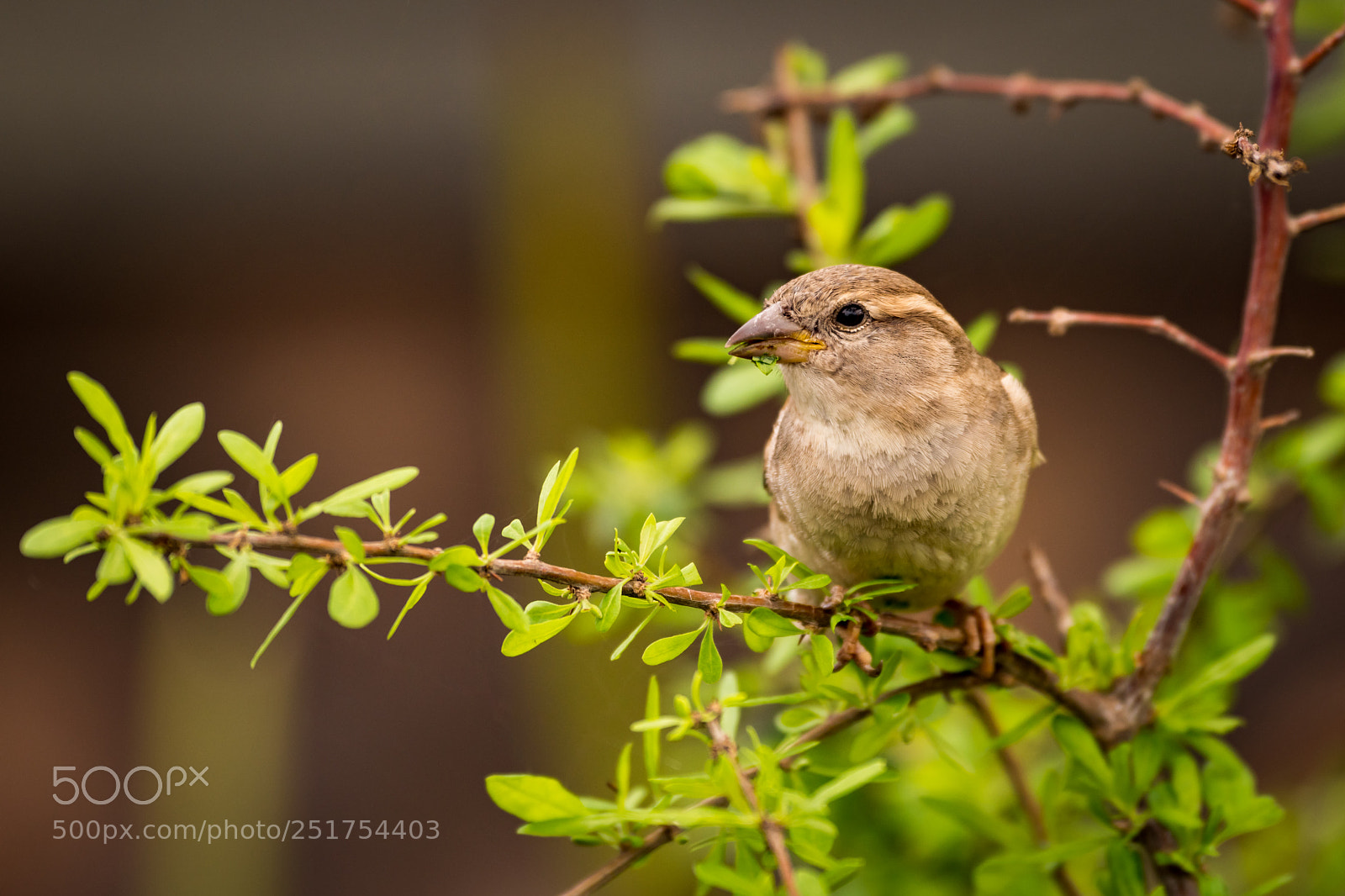 Nikon D850 sample photo. Female house sparrow on photography
