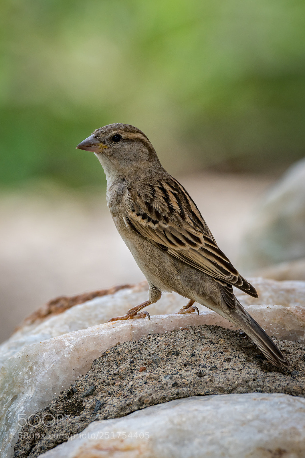 Nikon D850 sample photo. Female house sparrow on photography