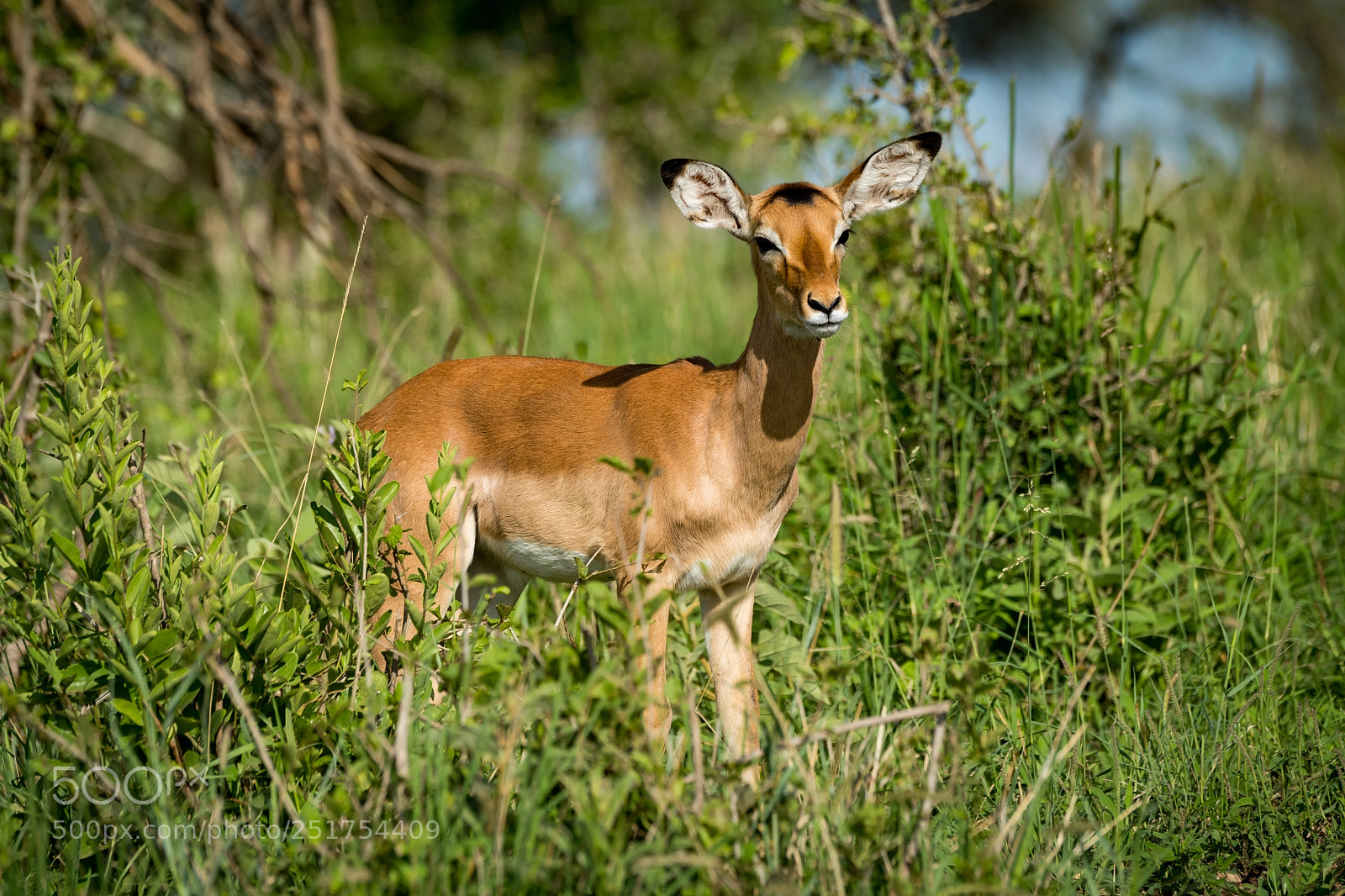 Nikon D850 sample photo. Female impala facing right photography