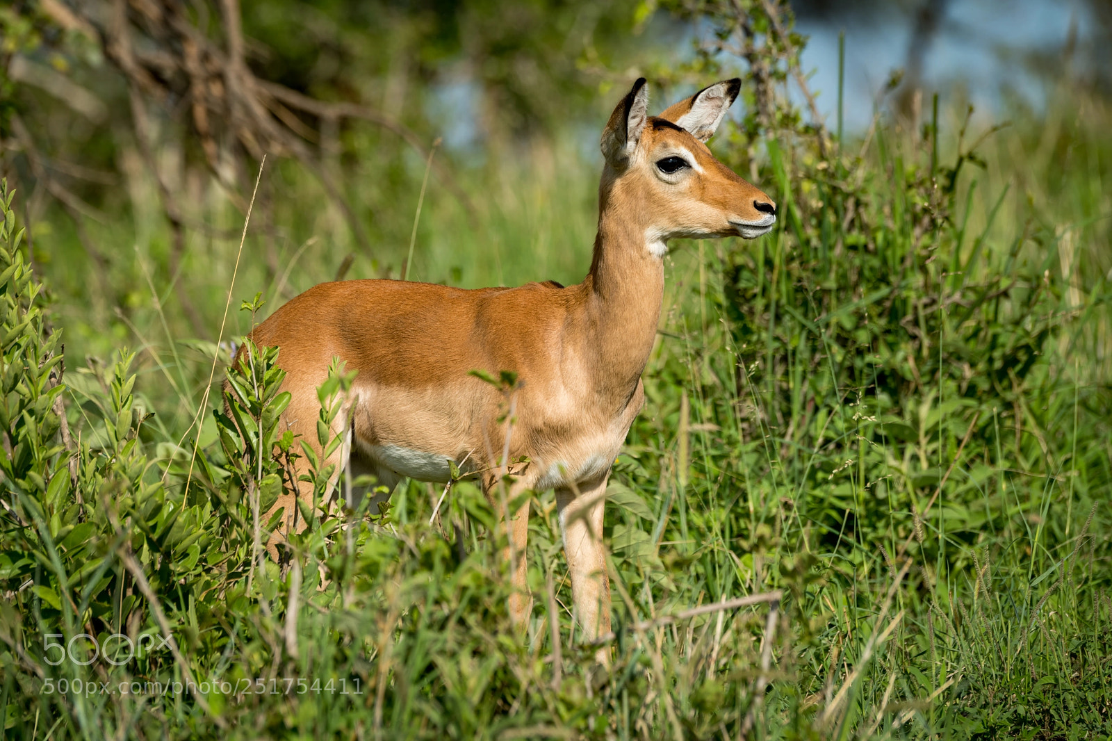 Nikon D850 sample photo. Female impala in profile photography