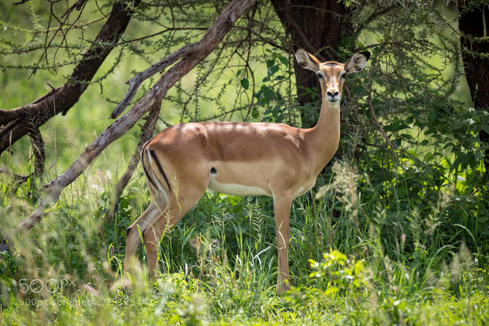 Nikon D810 sample photo. Female impala in profile photography