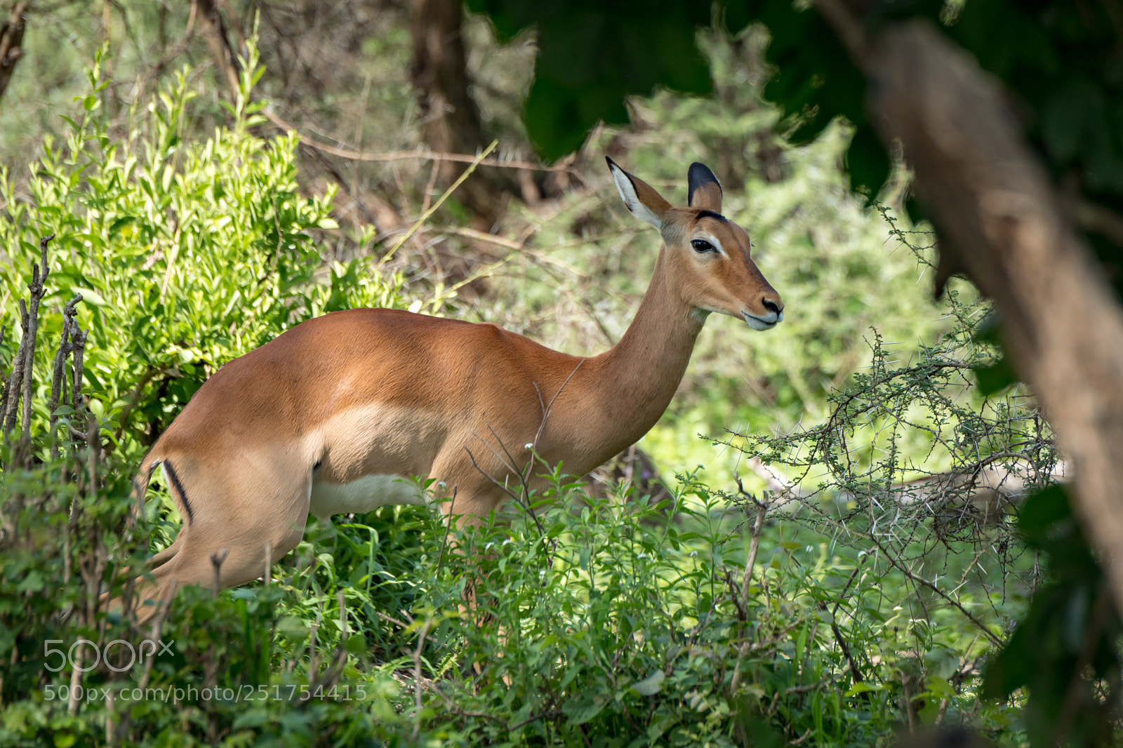 Nikon D850 sample photo. Female impala looks at photography